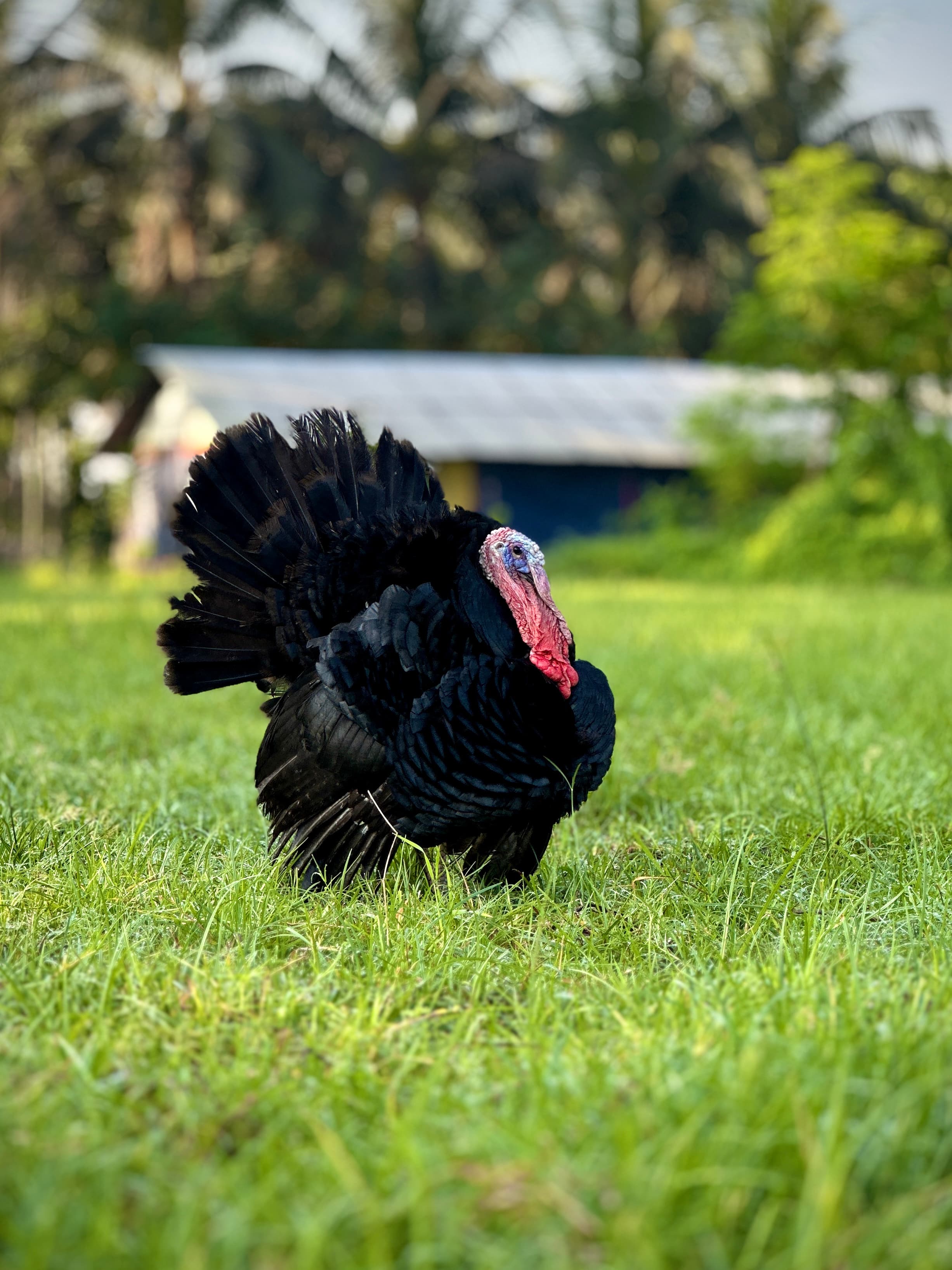 Cattle grazing in a green pasture